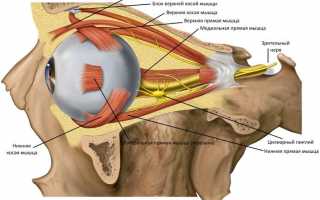 Анатомия глазницы — строение, функции и возможные заболевания
