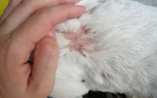 Как проявляется аллергия у собак, симптомы и лечение