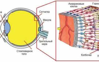 Назначение сетчатки глаза и её патологии